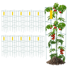 Tomato cage 10