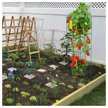 Tomato Cages